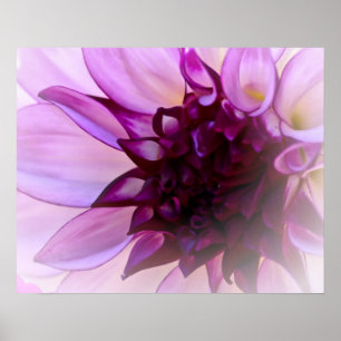 Affiche Dahlia violet