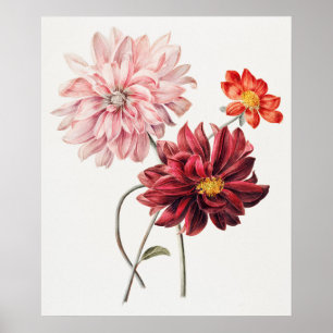 Affiche Dahlias par Willem Hekking 