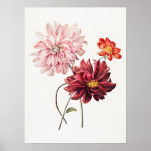 Affiche Dahlias Willem Heking Art Floral Vintage