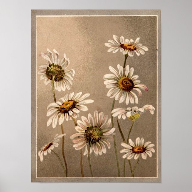 Affiche Daisées victoriennes (Devant)
