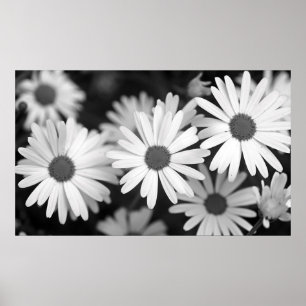 Affiche Daisy