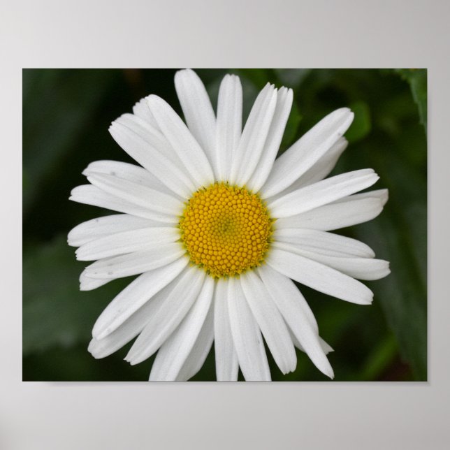 Affiche Daisy (Devant)