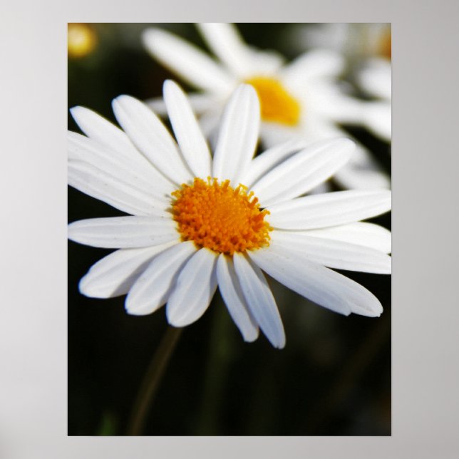 Affiche Daisy (Devant)