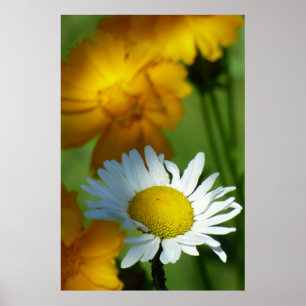 Affiche Daisy Chamomile Fleur Floral Tournesol Lover Cadea