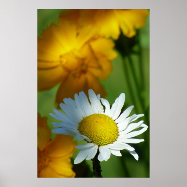 Affiche Daisy Chamomile Fleur Floral Tournesol Lover Cadea (Devant)
