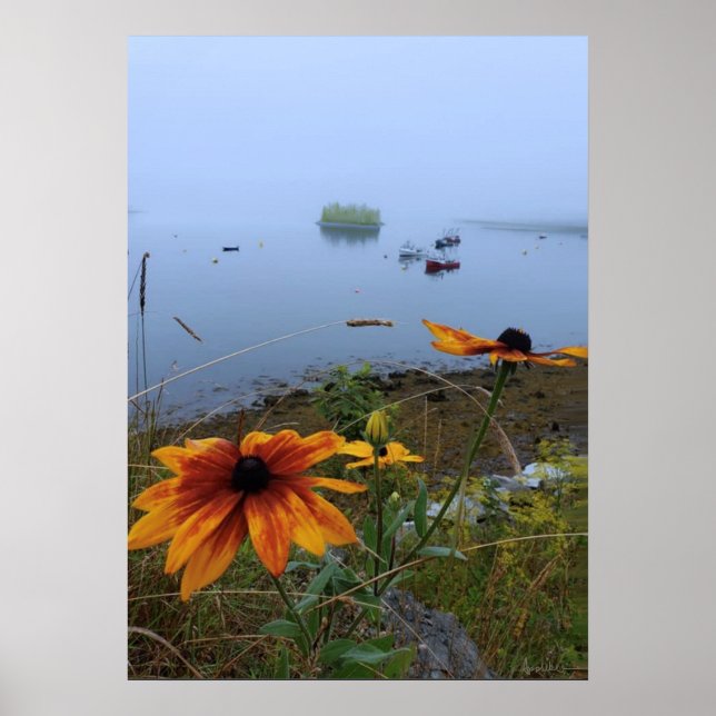 Affiche Daisy coloré, Lubec Maine (Devant)