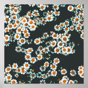 Affiche Daisy Daisies Floral