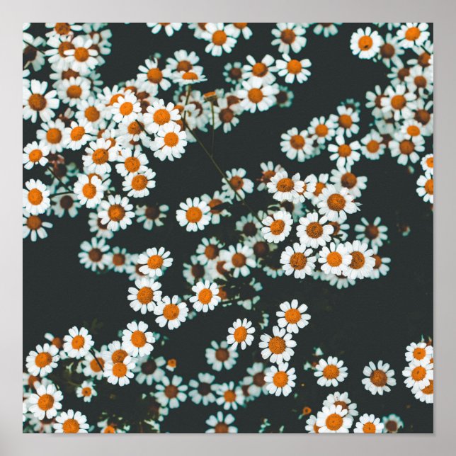 Affiche Daisy Daisies Floral (Devant)