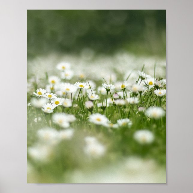 Affiche Daisy Meadow (Devant)