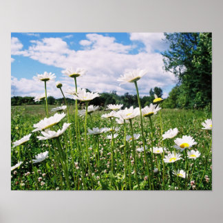 Affiche Daisy Sky
