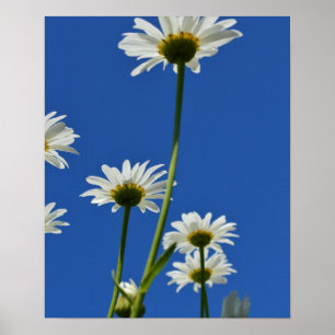 Affiche Daisy Stems Blue Sky Photo