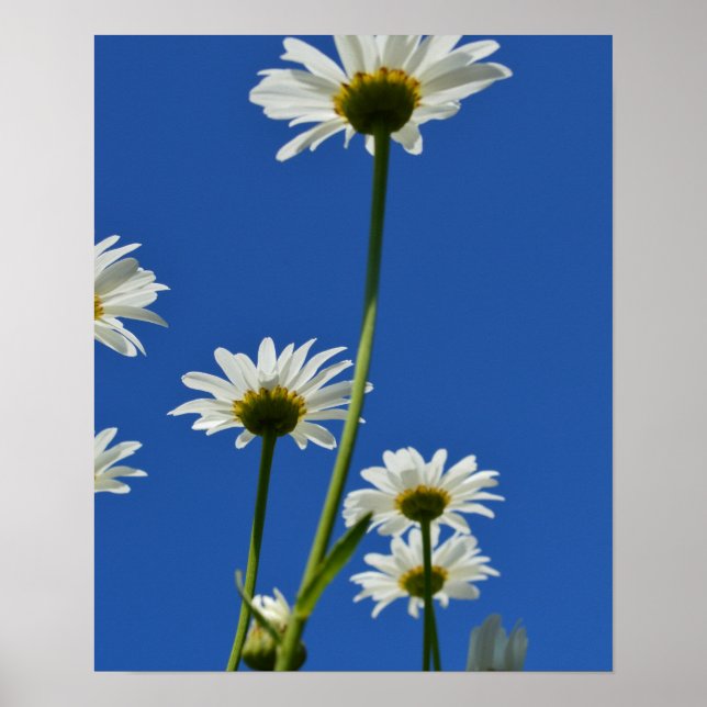 Affiche Daisy Stems Blue Sky Photo (Devant)