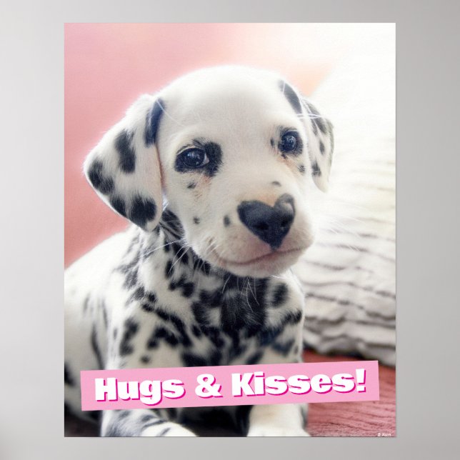 Affiche Dalmatien Nez de Coeur (Devant)