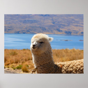 Affiche d'Alpaca