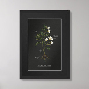 Affiche d'anatomie botanique Dark Academia