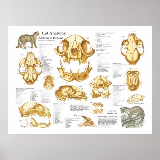 Affiche D Anatomie De Crane De Chat Domestique Zazzle Fr