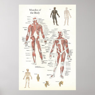Affiche d'anatomie de muscle - antérieure et
