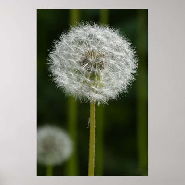 Affiche Dandelion (Devant)