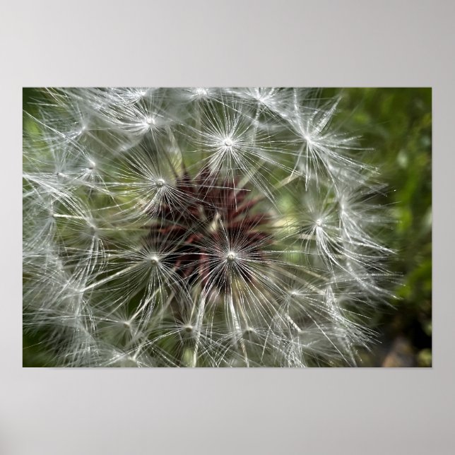 Affiche Dandelion (Devant)