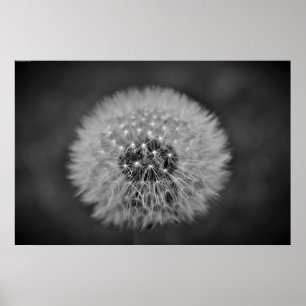 Affiche Dandelion,
