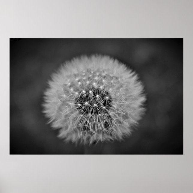 Affiche Dandelion, (Devant)