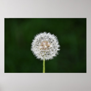 Affiche Dandelion,