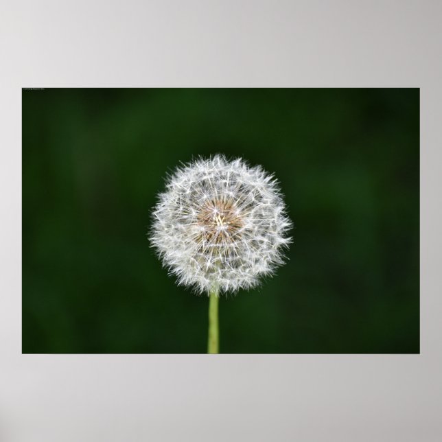 Affiche Dandelion, (Devant)