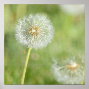 Affiche Dandelion