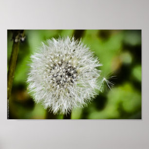 Affiche Dandelion,