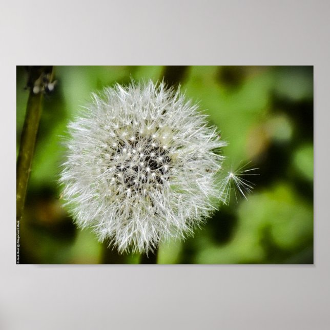 Affiche Dandelion, (Devant)
