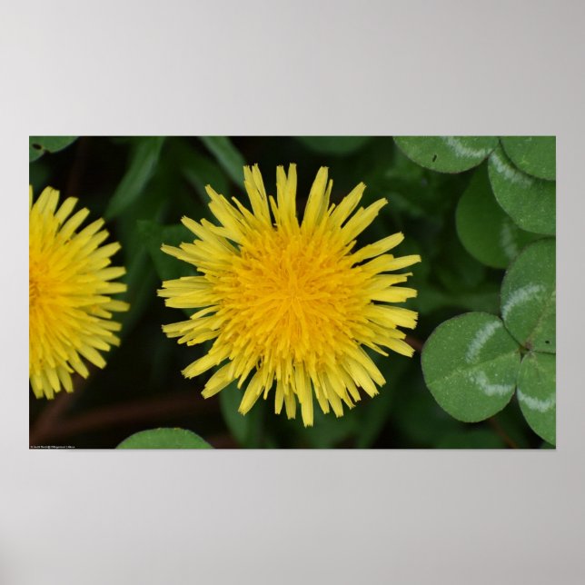 Affiche Dandelion, (Devant)