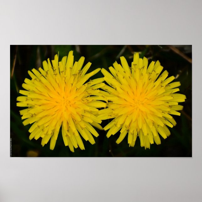 Affiche Dandelion, (Devant)