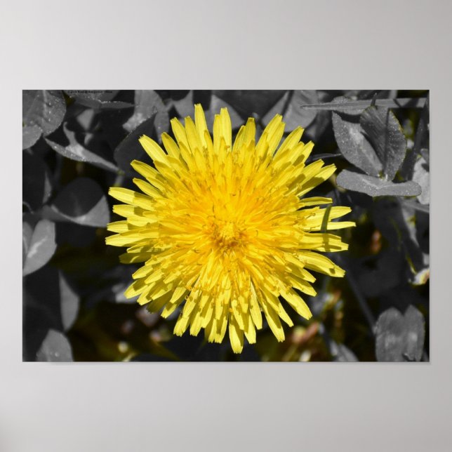 Affiche Dandelion, (Devant)