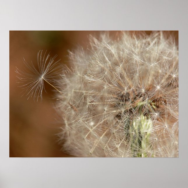 Affiche Dandelion (Devant)