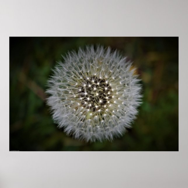 Affiche Dandelion, (Devant)