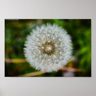 Affiche Dandelion,