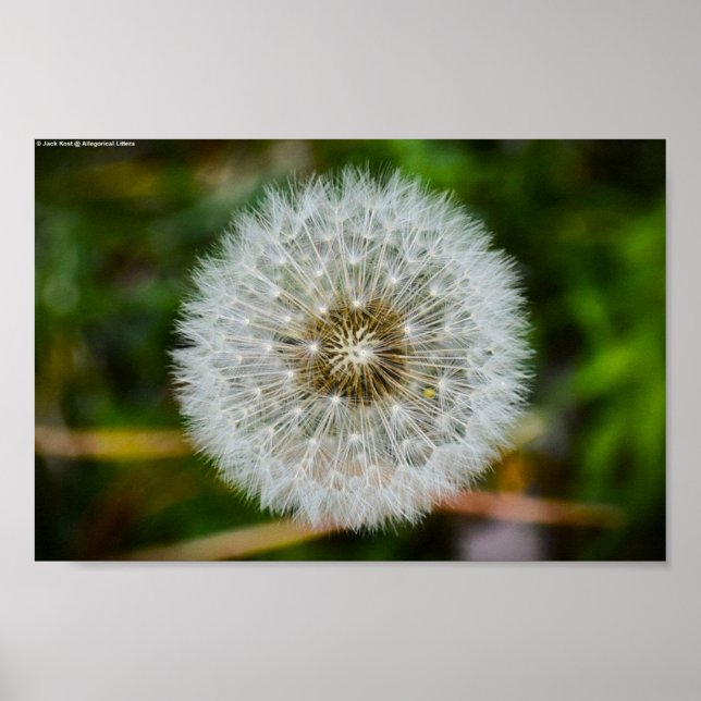 Affiche Dandelion, (Devant)