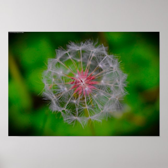 Affiche Dandelion, (Devant)