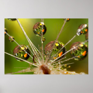 Affiche Dandelion And Water Droplets