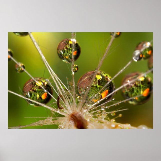 Affiche Dandelion And Water Droplets (Devant)