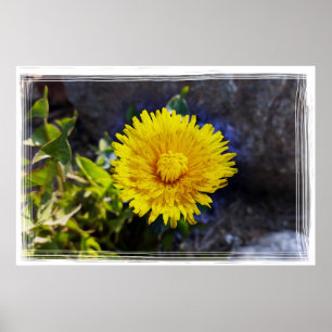 Affiche Dandelion au soleil