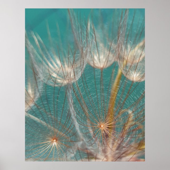 Affiche Dandelion blanc en gros plan photographie (Devant)
