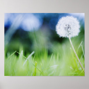 Affiche Dandelion dans la prairie