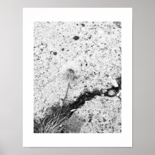 Affiche Dandelion Dreams Black and White Photography