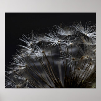 Affiche Dandelion en noir