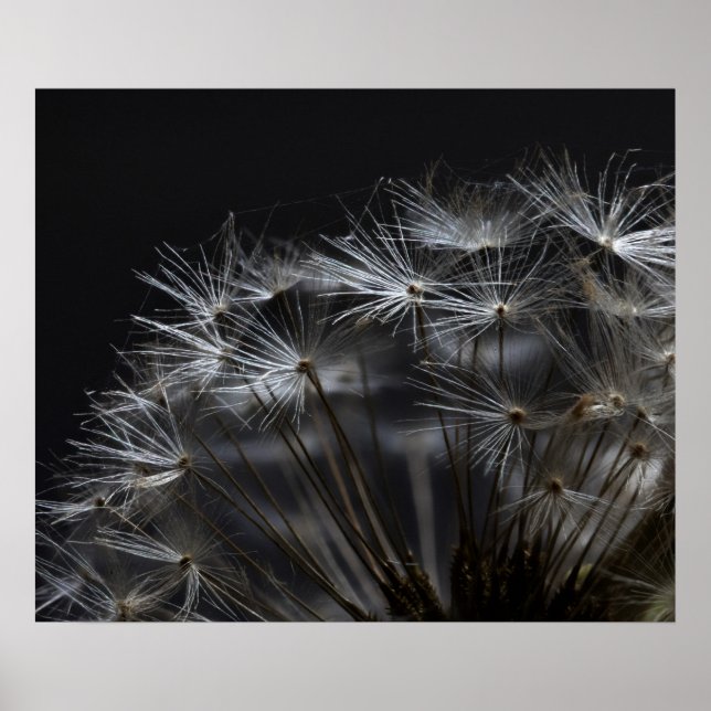 Affiche Dandelion en noir (Devant)