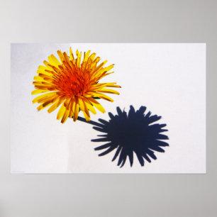Affiche Dandelion et ombre wapcn