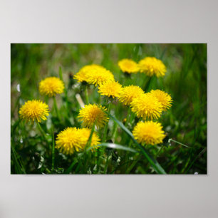 Affiche Dandelion Fleurs Dandelions Jaune Vert