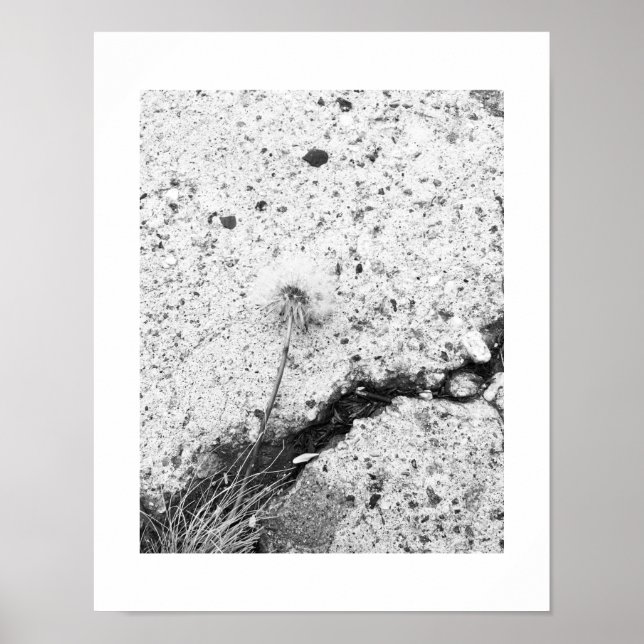 Affiche Dandelion Flower broyé noir et blanc photo (Devant)