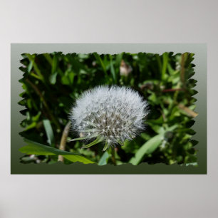 Affiche Dandelion in the grass